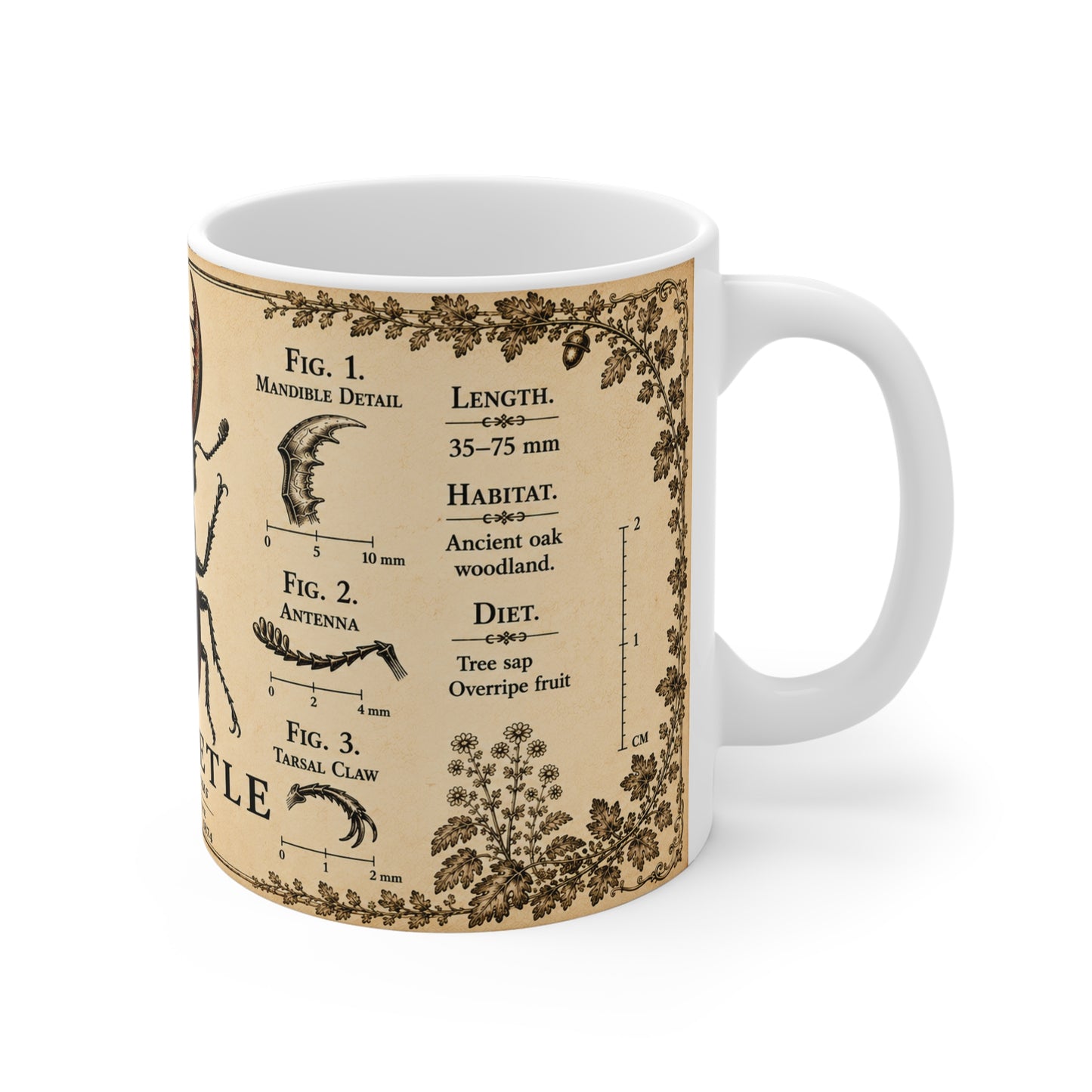 Stag beetle entomology mug — pen-and-ink design detail